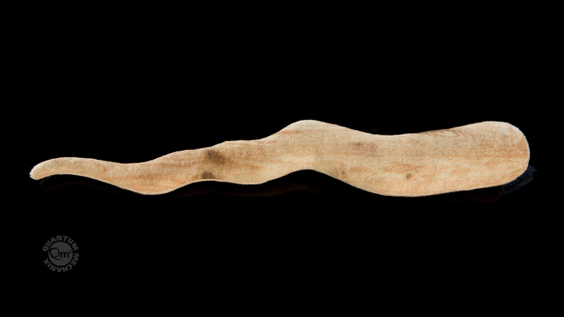 Illustration for article titled This might be the most ineffective Vampire Stake ever sold